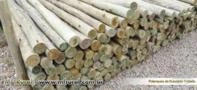 Eucalipto Tratado em Autoclave Imagem Eucalipto Tratado em Autoclave