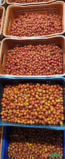 Tomate Sweet Grape Tomate Cereja Imagem Tomate Sweet Grape Tomate Cereja