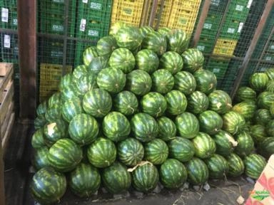 Imagem MELANCIA Imagem MELANCIA