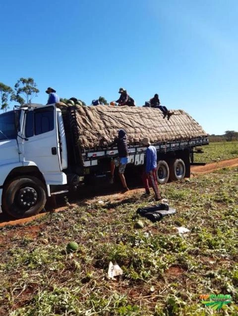 Imagem MELANCIA Imagem MELANCIA