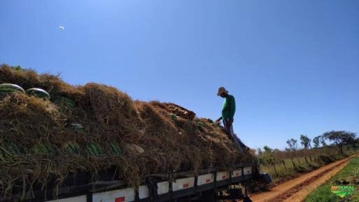 Imagem MELANCIA Imagem MELANCIA