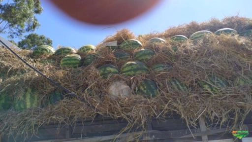 Imagem MELANCIA Imagem MELANCIA