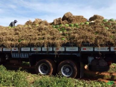 Imagem MELANCIA Imagem MELANCIA