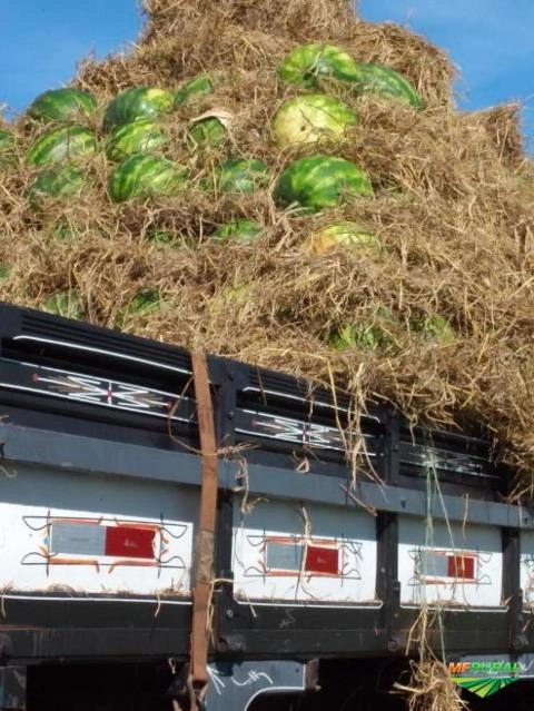 Imagem MELANCIA Imagem MELANCIA