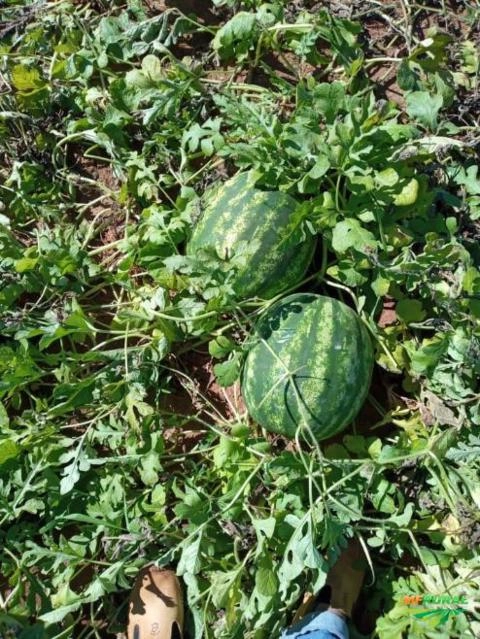 Imagem MELANCIA Imagem MELANCIA