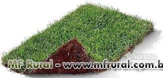 Venda grama esmeralda em tapete Imagem Venda grama esmeralda em tapete