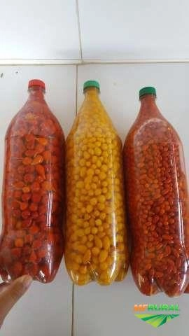 Pimenta Comari Vermelha e Verde Imagem Pimenta Comari Vermelha e Verde