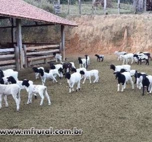 Depoimento de anúncio vendido Depoimento de anúncio vendido