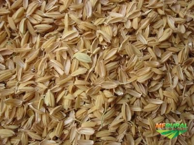 Imagem CASCA DE ARROZ Imagem CASCA DE ARROZ