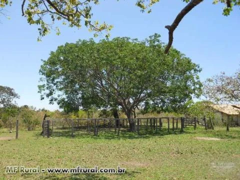 Fazenda em Arinos - MG