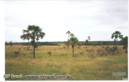 Fazenda em Arinos - MG