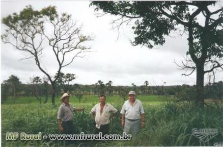 Fazenda em Arinos - MG