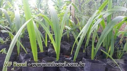 Mudas Ornamentais frutíferas e para reflorestamento Imagem Mudas Ornamentais frutíferas e para reflorestamento
