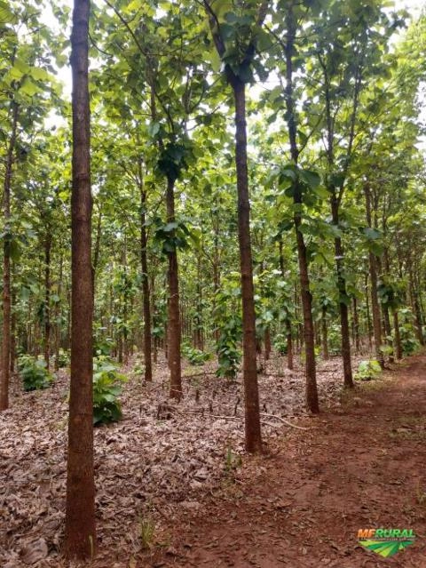 Madeira Teca Imagem Madeira Teca