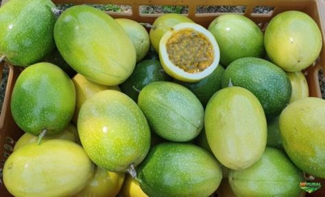 Semente Maracuja Gigante Catarinense Imagem Semente Maracuja Gigante Catarinense