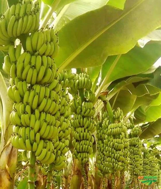 Mudas De Banana