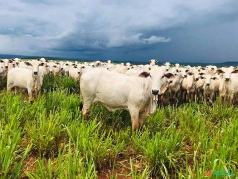 Fazenda 235 Alqueires em Aparecida do Taboado MS