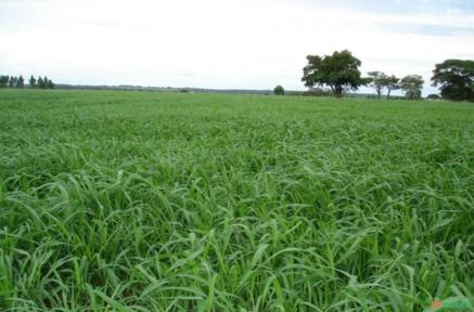 Fazenda 235 Alqueires em Aparecida do Taboado MS