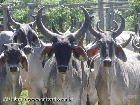 Touros, Novilhas e Vacas Guzerá Imagem Touros, Novilhas e Vacas Guzerá