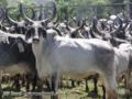 Touros, Novilhas e Vacas Guzerá Imagem Touros, Novilhas e Vacas Guzerá