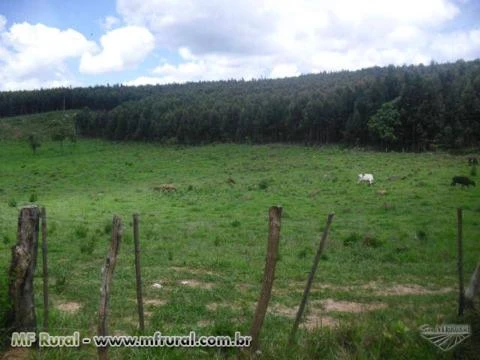 Otima Oportunidade Fazenda 254,7 hectares Itamarandiba/MG