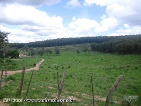 Otima Oportunidade Fazenda 254,7 hectares Itamarandiba/MG