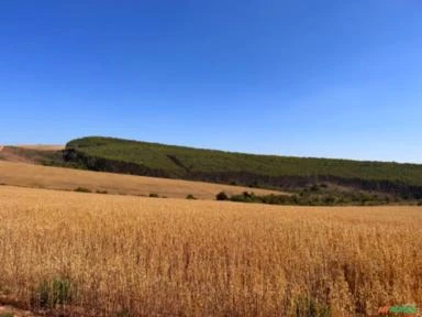 Fazenda de cereais em Andrelândia