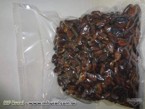 Amêndoas de Cacau embaladas a vácuo, enviamos para todo Brasil Imagem Amêndoas de Cacau embaladas a vácuo, enviamos para todo Brasil