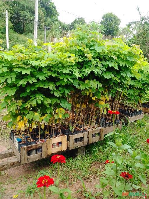 SANSÃO DO CAMPO CERCA VIVA Imagem SANSÃO DO CAMPO CERCA VIVA