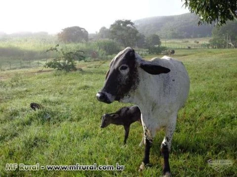 Fazenda Entre Rios - BA