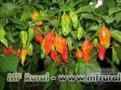 Sementes de pimenta Bhut Jolókia