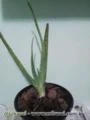 Mudas Babosa / Aloe Vera Barbadensis Miller
