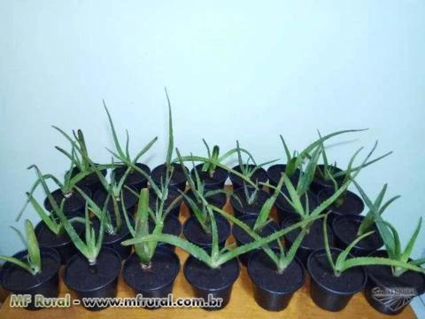 Mudas Babosa / Aloe Vera Barbadensis Miller