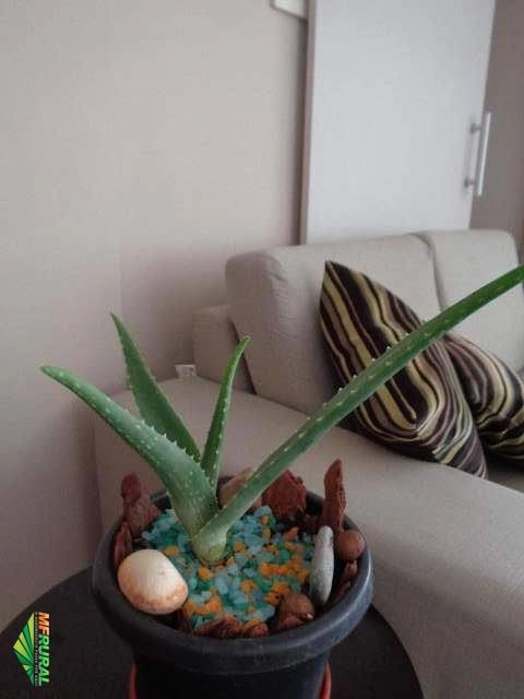 Imagem Mudas Babosa / Aloe Vera Barbadensis Miller Imagem Mudas Babosa / Aloe Vera Barbadensis Miller