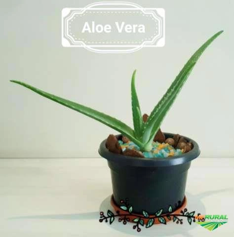 Imagem Mudas Babosa / Aloe Vera Barbadensis Miller Imagem Mudas Babosa / Aloe Vera Barbadensis Miller