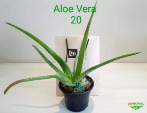 Mudas Babosa / Aloe Vera Barbadensis Miller Imagem Mudas Babosa / Aloe Vera Barbadensis Miller