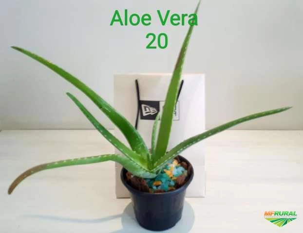 Mudas Babosa / Aloe Vera Barbadensis Miller Imagem Mudas Babosa / Aloe Vera Barbadensis Miller