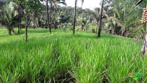 Fazenda na Região de Recursolândia, Tocantins