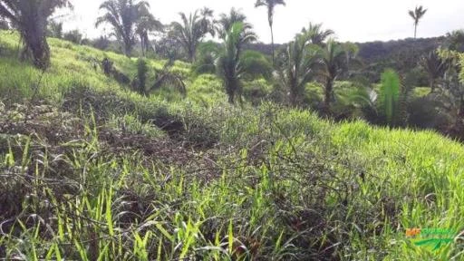 Fazenda na Região de Recursolândia, Tocantins