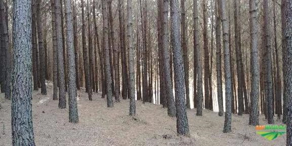 Vendo Pinus Taeda - 12 anos Imagem Vendo Pinus Taeda - 12 anos