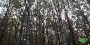 Vendo Pinus Taeda - 12 anos