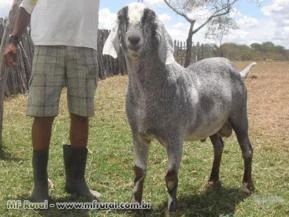 VENDA CAPRINOS ANGLO NUBIANOS