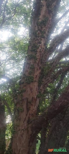 Jabuticabeira adulta Produzindo Imagem Jabuticabeira adulta Produzindo