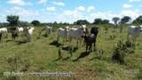 Vacas Nelore