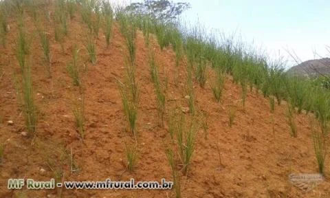 Capim Vetiver Contenção de Encostas e Taludes