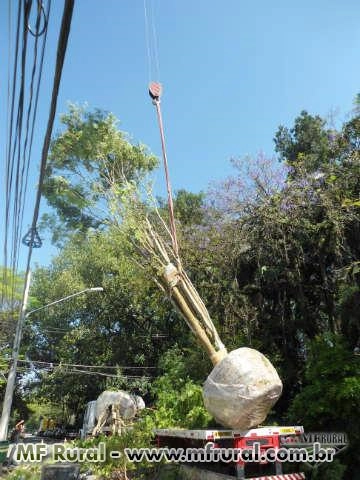 ARVORES E PALMEIRAS ADULTAS ESPECIAIS Imagem ARVORES E PALMEIRAS ADULTAS ESPECIAIS