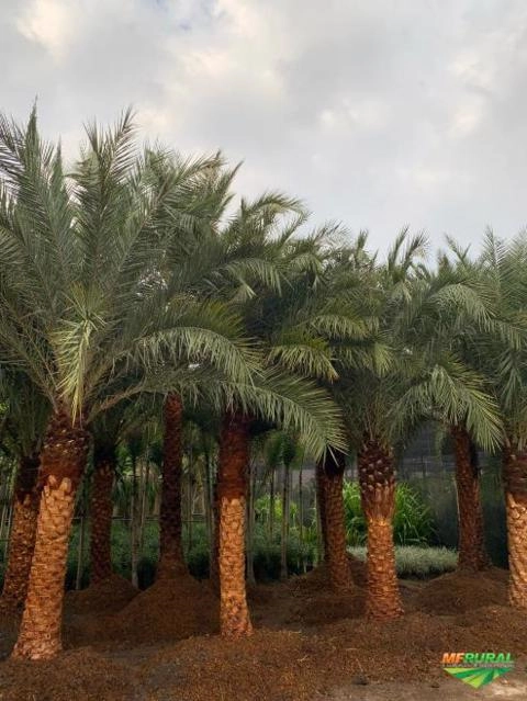 Phoenix Dactylifera Imagem Phoenix Dactylifera