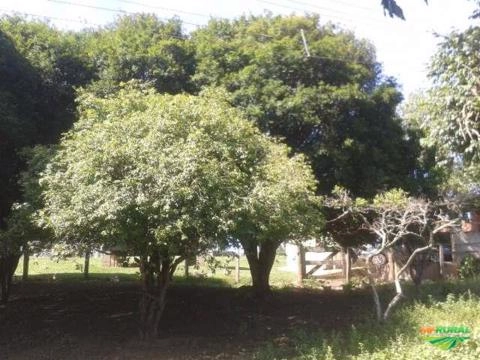 Imagem Jabuticabeiras e Frutíferas Adultas Imagem Jabuticabeiras e Frutíferas Adultas