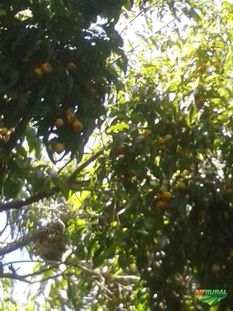 Imagem Jabuticabeiras e Frutíferas Adultas Imagem Jabuticabeiras e Frutíferas Adultas