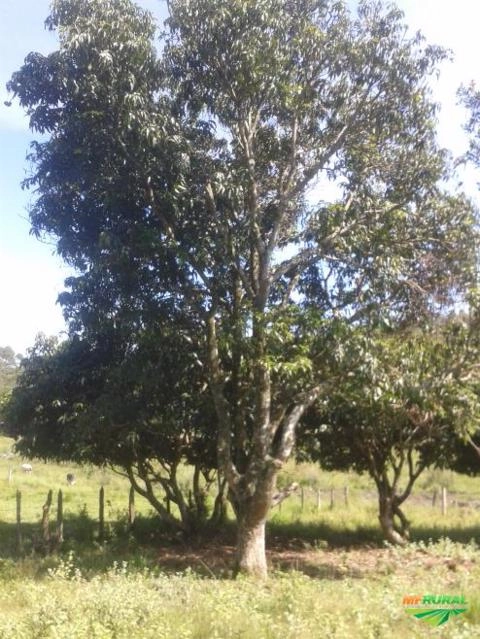 Imagem Jabuticabeiras e Frutíferas Adultas Imagem Jabuticabeiras e Frutíferas Adultas